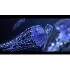 jellyfish ANIMATED